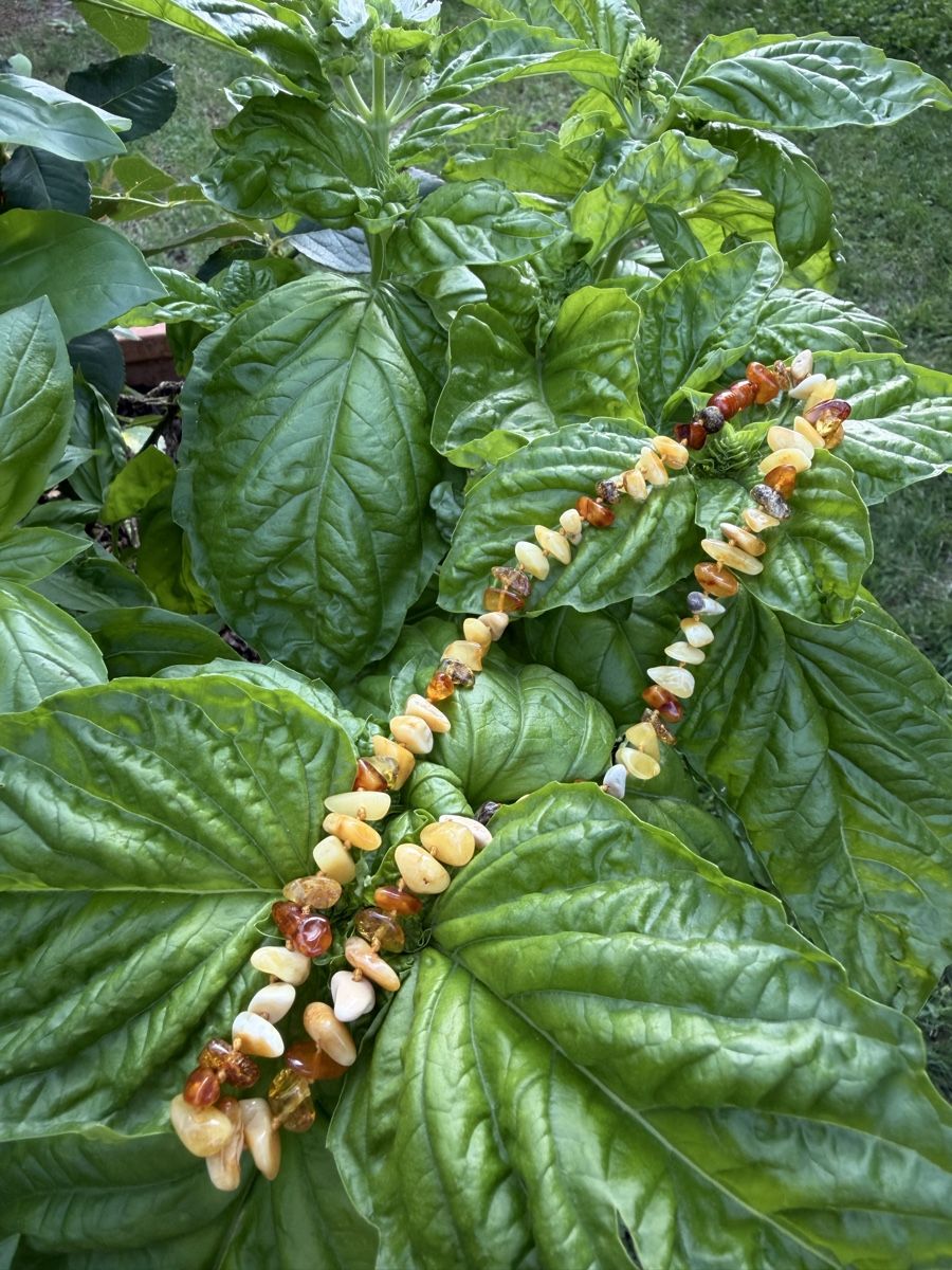 Ketten: Amber necklace mixed colors - new – Neu und originalverpackt aus Corsier GE von Karol_save_planet