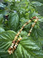 Amber necklace mixed colors - new