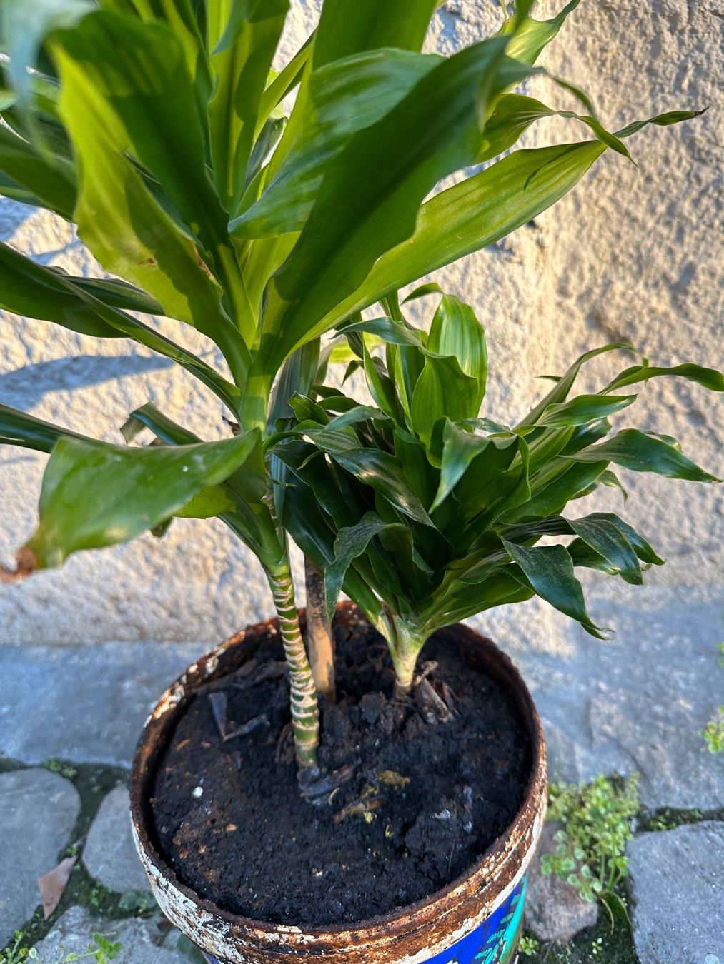 Plantes & graines: Fragrant dracaena Pflanze – D'occasion à Zürich par atlantis77 4