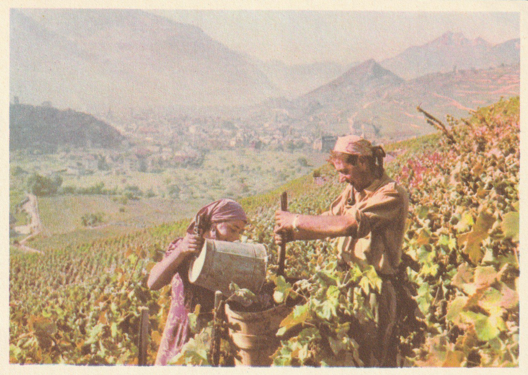 Cartoline postali: Varone - Sion Weinlese – Usato da Rorschacherberg venduto da fratovi2 1