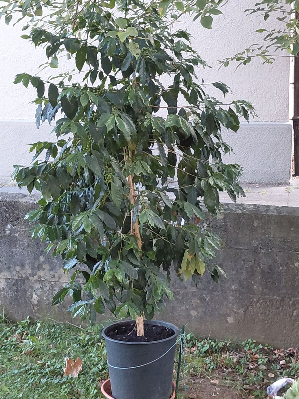 Piante & sementi: GROßER KAFFEEBAUM 210 cm MIT BOHNEN – Nuovo (secondo la descrizione) da Bern venduto da wau68 1