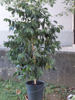 GROßER KAFFEEBAUM 210 cm MIT BOHNEN