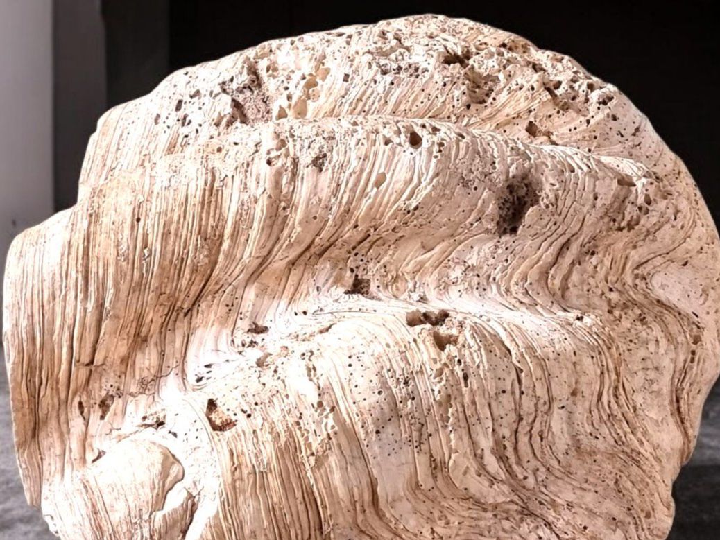 Fossilien: Riesenmuschel aus Indonesien – Gebraucht aus Zürich von Zuerichparis08 8