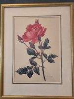 Anne Marie Trechslin 1957 Aquarell Rosen 