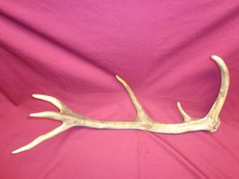 Hirsch, Geweih, Trophäe, Horn, Dekoration Abwurfstangen Hund