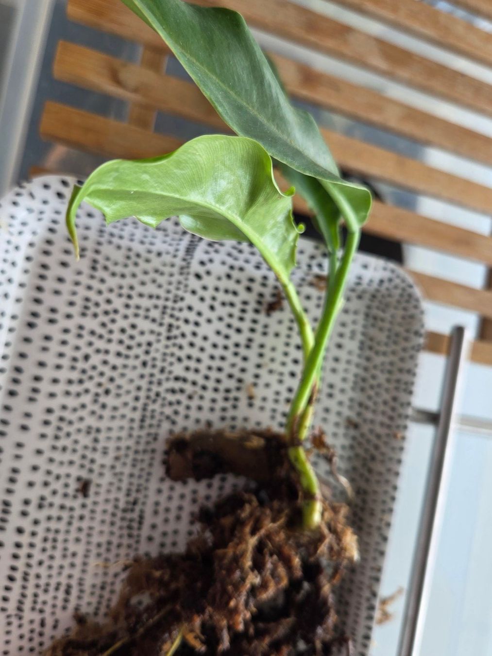 Piante & sementi: ** Philodendron Narrow 1** – Usato da Broc venduto da omegadlocks 1