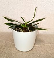 Sedirea Japonica ( verblüht)
