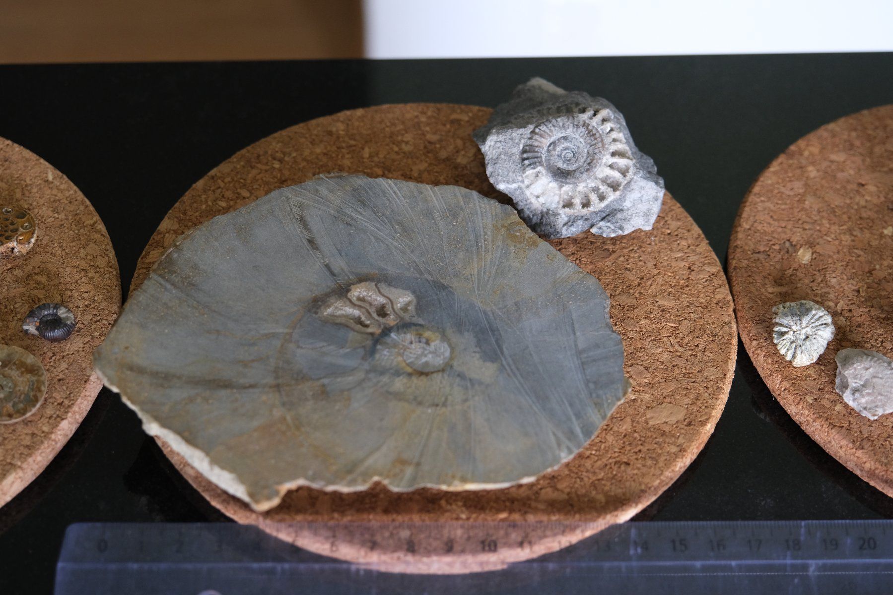 Fossili: Sammlung diverser versteinerter Fosillien – Usato da Olten venduto da RABe2000 4