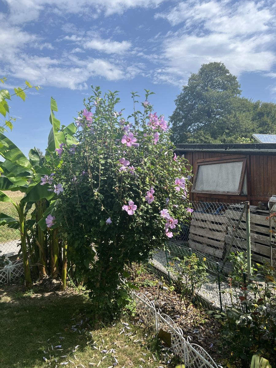Pflanzen & Samen: Hibiskus lila – Gebraucht aus Schwerzenbach von Exmoni