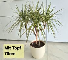 Wunderschöner Drachenbaum „Sunray“ (Dracaena)  Unikat