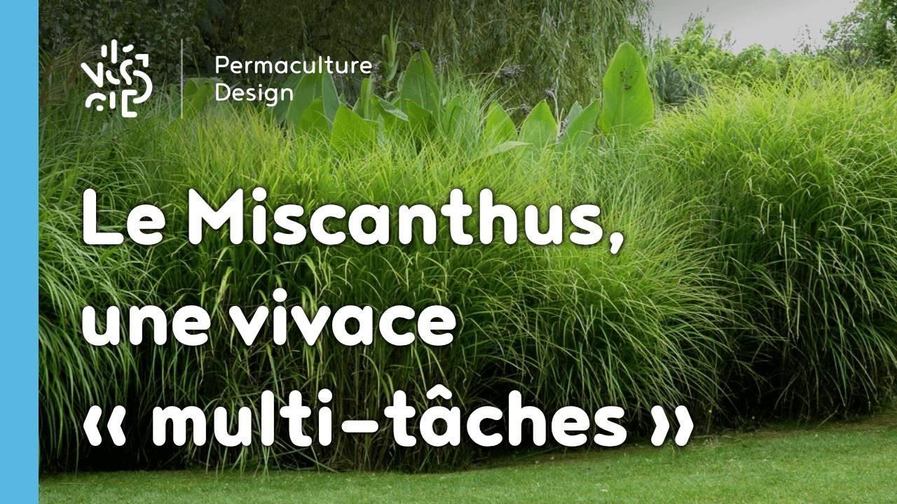 Piante & sementi: Miscanthus giganteus PLANT – Nuovo e nell'imballaggio originale da Bremblens venduto da FIBONACCI369 4