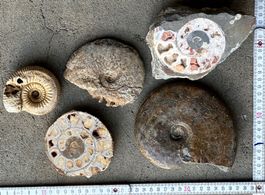 5 Wunderbare Versteinerungen, Fossilien, Amoniten