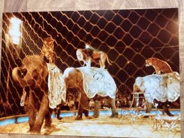 Circus Knie Foto 1983