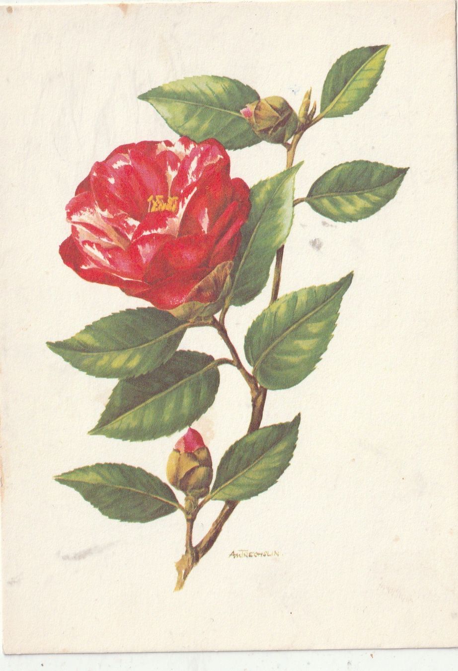 Cartes postales: Blumenkarte – D'occasion à Lumbrein par made02