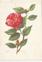 Blumenkarte