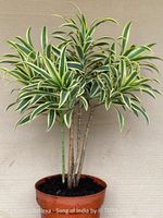 Dracaena Reflexa - „Song of India“ - aus eigenen Stecklingen
