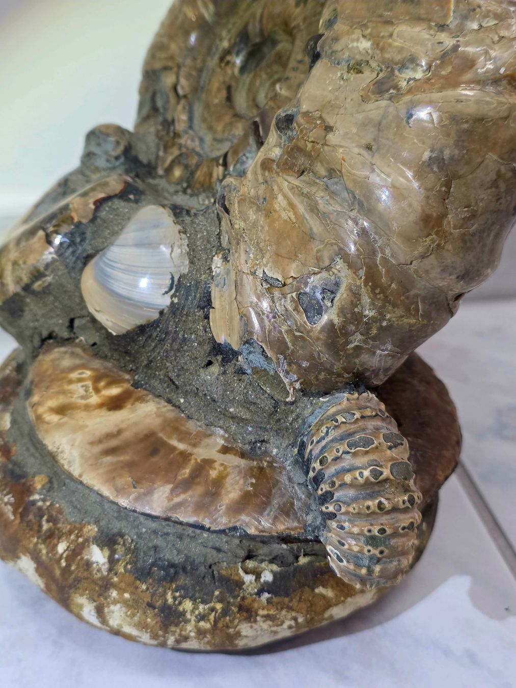 Fossilien: Wunderbare Ammoniten Ansammlung 5.42kg – Neu und originalverpackt aus Matzingen von Shay_Crystalz 6