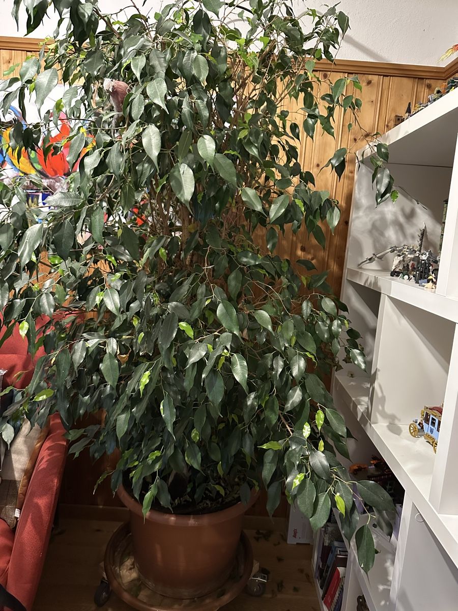 Plantes & graines: Grosser Ficus – D'occasion à Landquart par mimmi011
