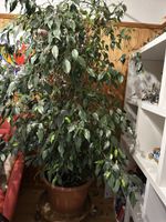 Grosser Ficus