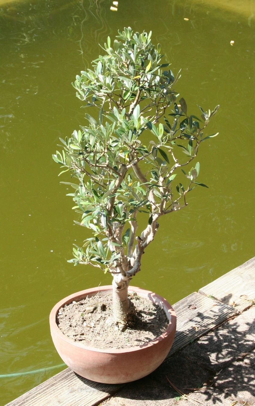 Pflanzen & Samen: BONSAI  -  Olive – Gebraucht aus Gretzenbach von Sikim 1