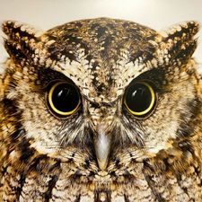 Profile image of DeepEye