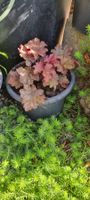 Heuchera Pflanze im Topf rote Blätter gut erhalten