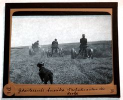 Glasdia USA Getreideernte, Nachschneiden des Strohs, um 1920