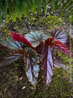 Begonia Benigo Pink Polka Dot - mit auffälligen rosa Punkten