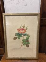 Estampe botanique ancienne, cadre doré - Déco 🖼️ (52)