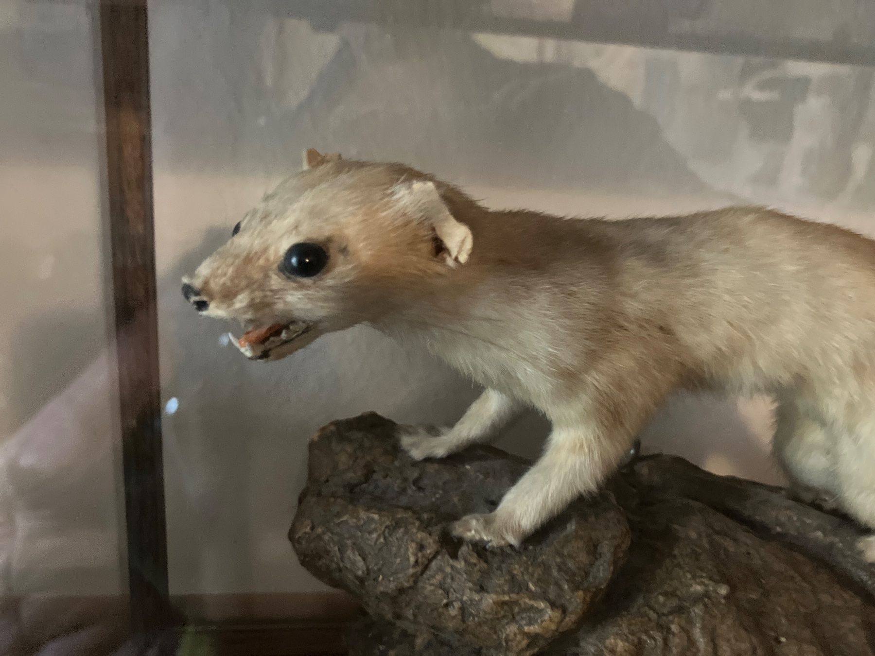 Il mondo degli animali: Präpariertes Tier auf Stein, Wiesel – Usato da Zürich venduto da elf_h9f2 1