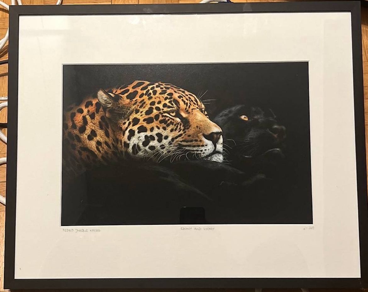 Foto & Immagini: Ebony und Lvory Bild von Yellowcorner – Nuovo (secondo la descrizione) da Vaduz venduto da alina_hasler