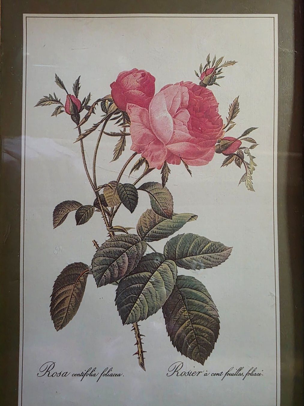 Poster & Bilder: 2 schöne Blumen Bilder Rosen – Gebraucht aus Walterswil BE von Lonitti 2
