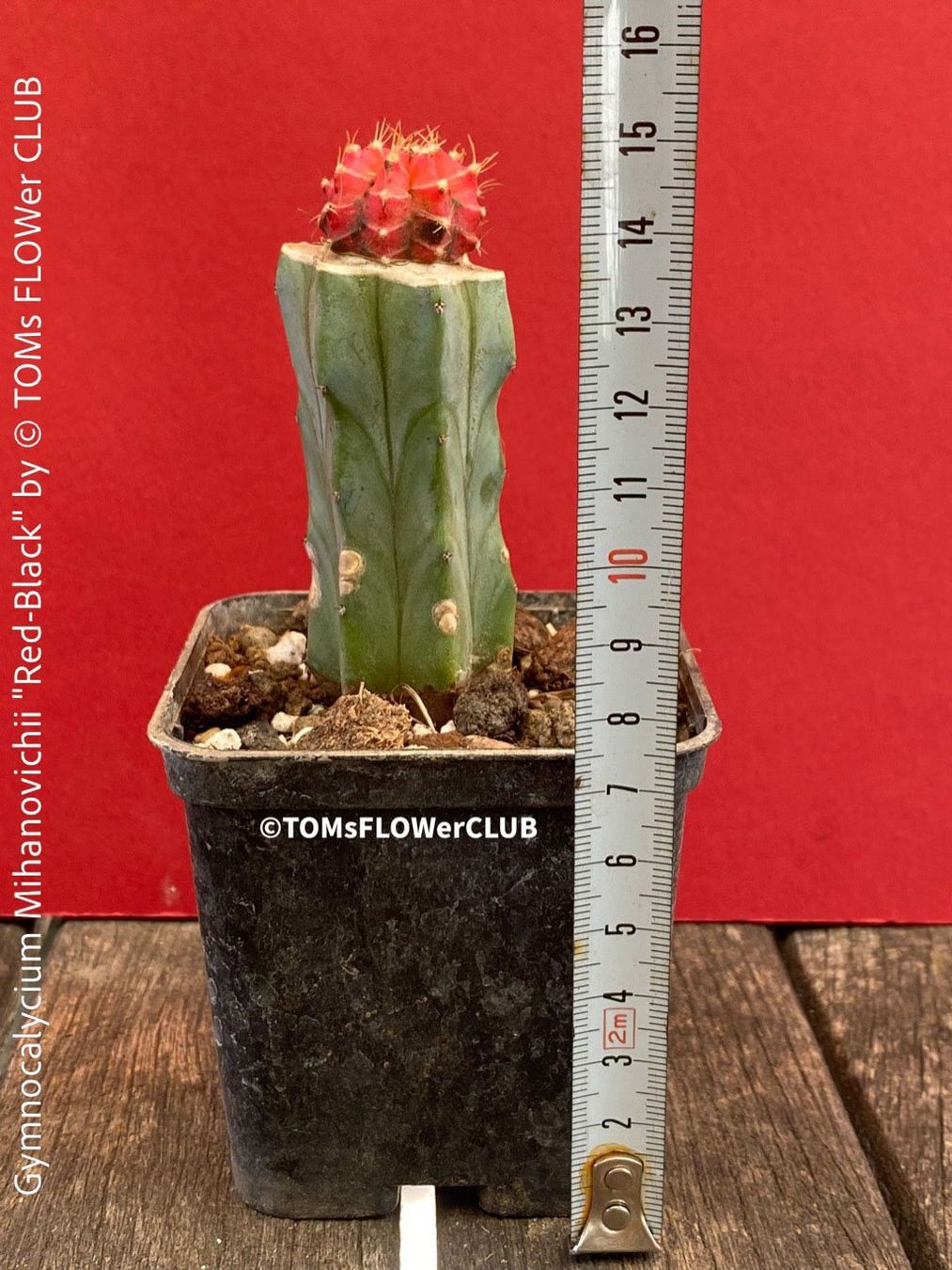 Piante & sementi: Gymnocalycium Mihanovichii "red-black" - veredelt – Nuovo e nell'imballaggio originale da Adliswil venduto da MarkyForest 4