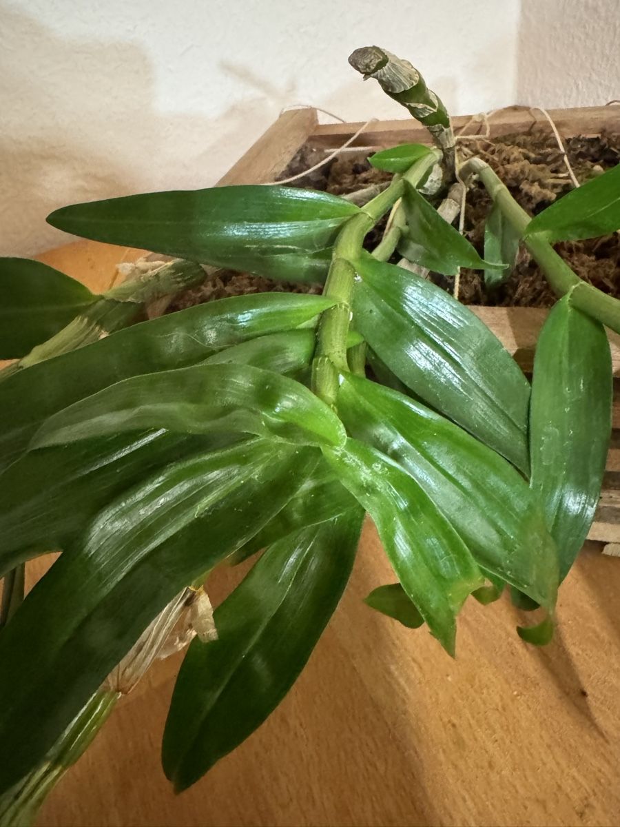 Piante & sementi: Dendrobium – Usato da Männedorf venduto da mrclst 3