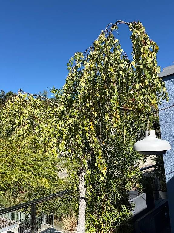 Piante & sementi: Birkenbaum - 2.8 m - wunderschöner Zustand – Usato da Birmensdorf ZH venduto da Tschelini 1