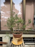 13 Pinus Sylvestris / Waldkiefer Rohmaterial Gruppe