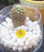 Cactus in vaso di vetro con decorazione primaverile