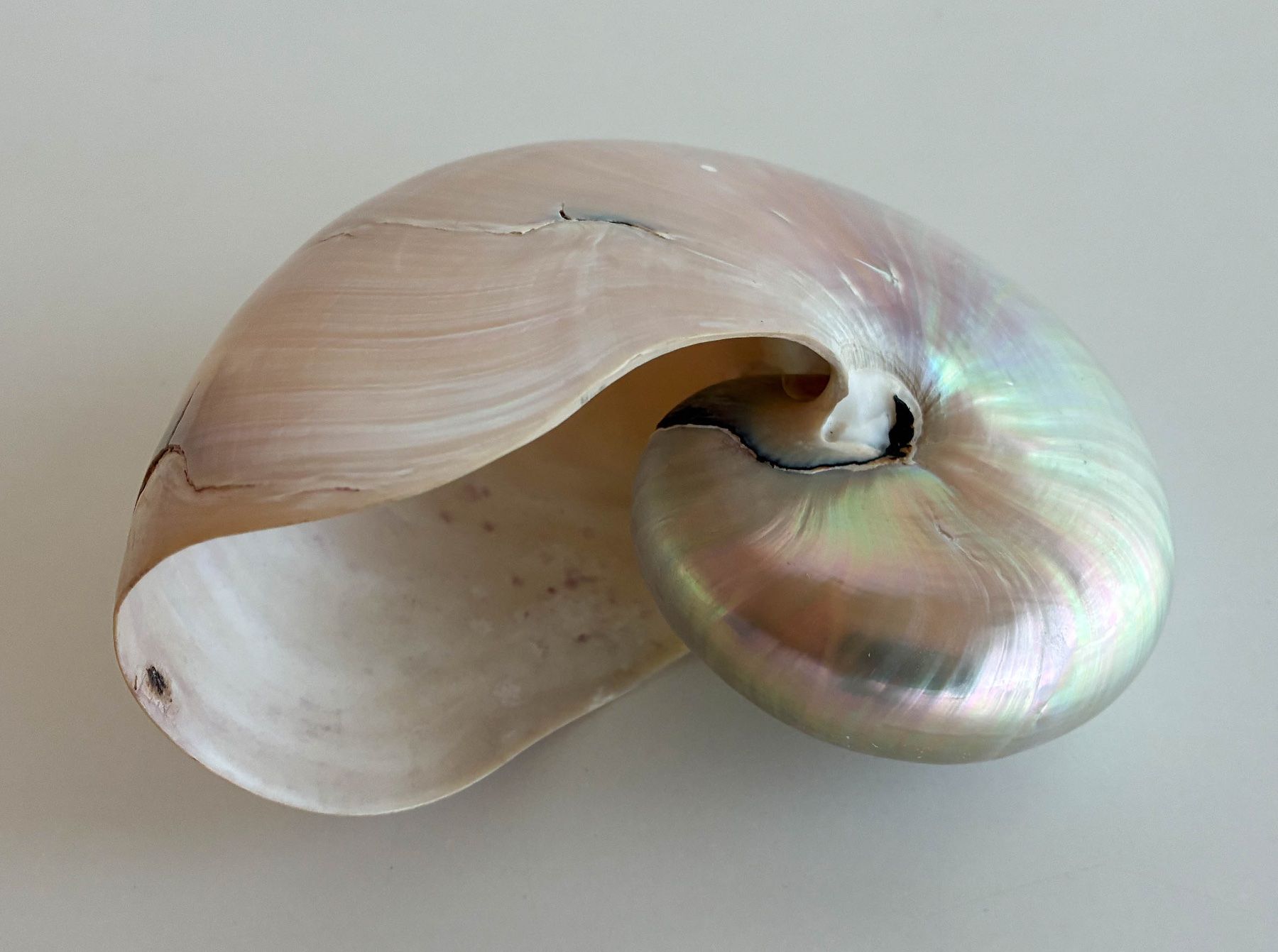 Fossilien: Nautilus / Perlboote – Gebraucht aus Bäretswil von robsonantik