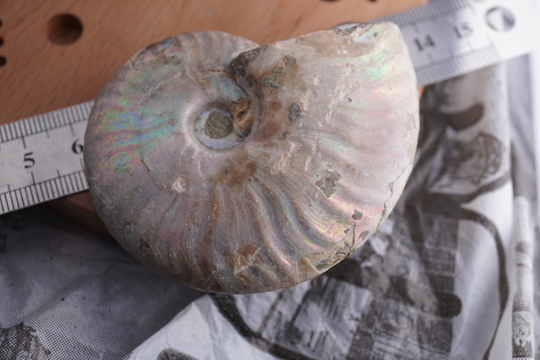 Minéraux & Lithothérapie: Ammonit  Opalisiert   Wunderschön  ca  70mm – Neuf avec emballage d'origine à Eschenbach SG par topstone 4