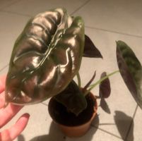 Zierpflanze Zimmer Pflanze 40 cm ALOCASIA CUPREA RED SECRET‪