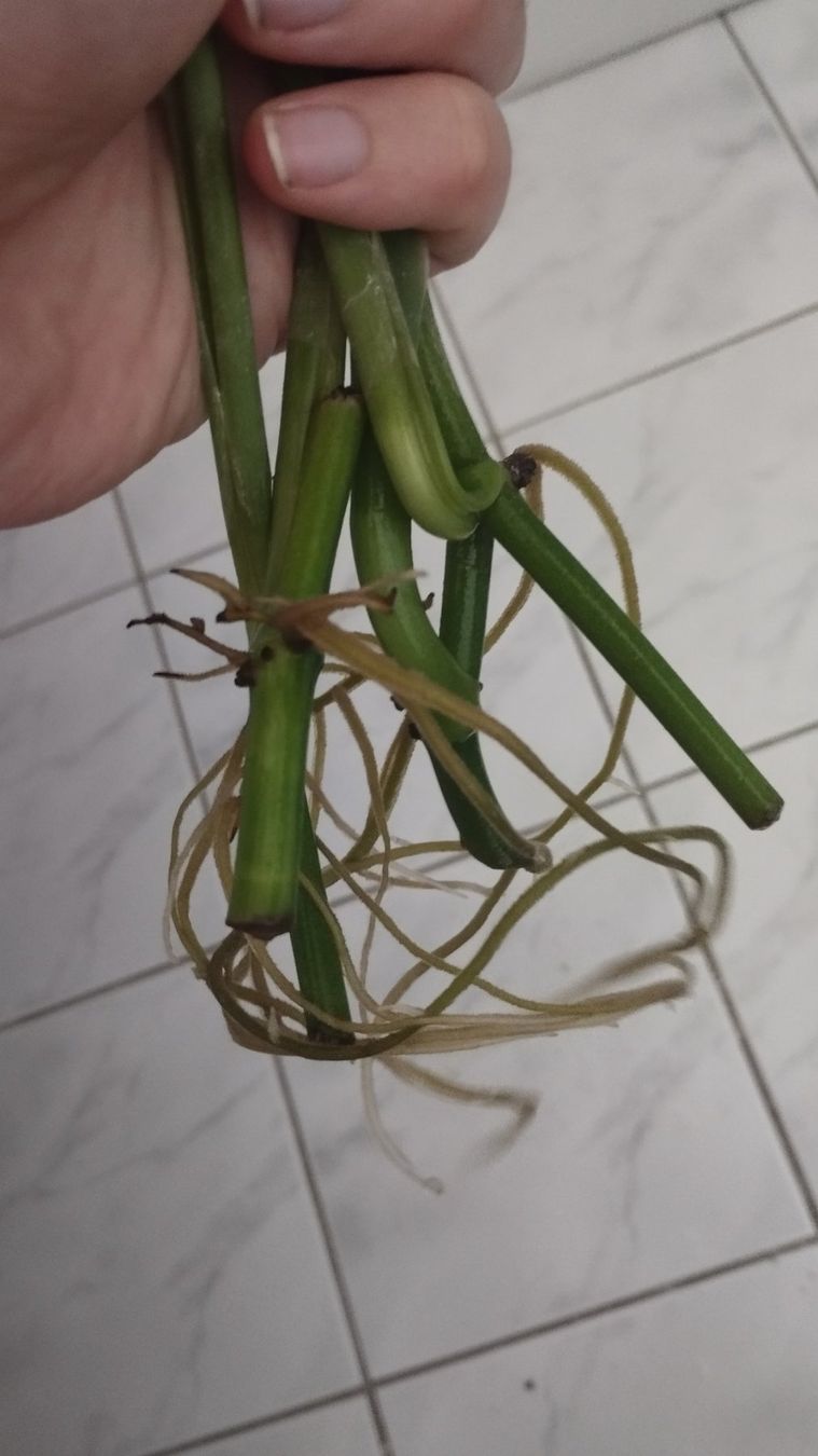 Piante & sementi: Monstera Adansonii L size cutting – Nuovo (secondo la descrizione) da Zürich venduto da nik_2qzj 3
