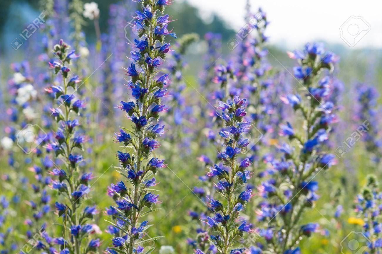 Piante & sementi: 100 Samen Blauer Natternkopf Wildblume – Nuovo (secondo la descrizione) da Ehrendingen venduto da VerveinaSamen 7