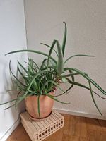 Grosse Aloe Vera mit vielen Ablegern
