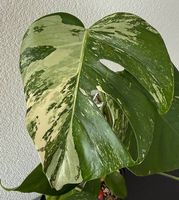 Monstera Deliciosa Variegata, 45cm, 3D-Rankstab