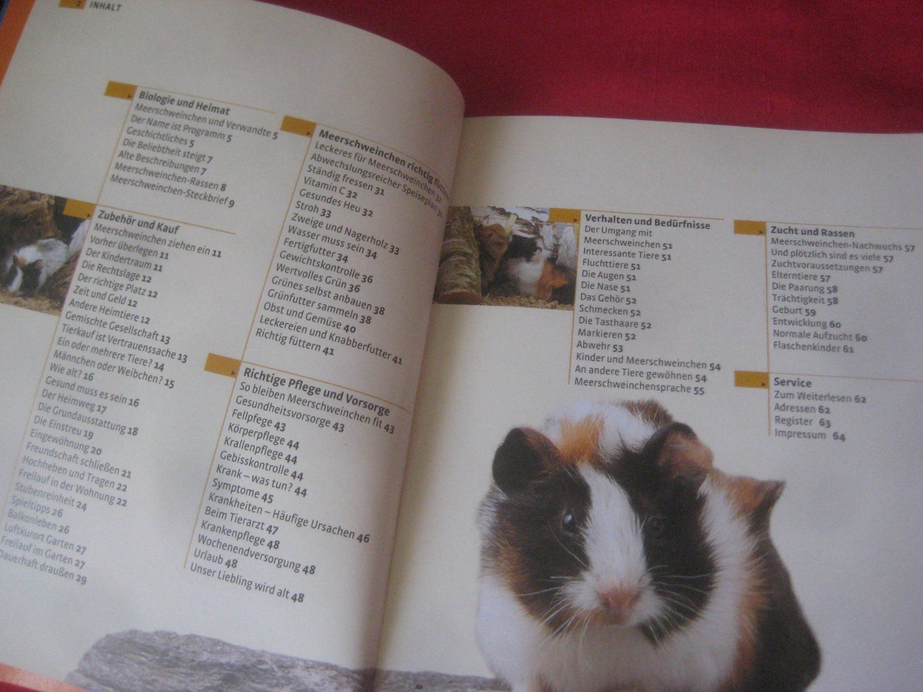 Bücher: MEERSCHWEINCHEN  BUCH – Gebraucht aus Uster von flocke1 1