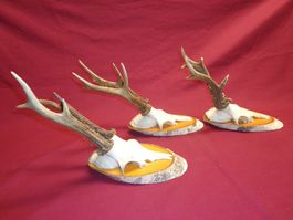 Reh, Geweihe, Trophäe, Horn, Dekoration, Jagd Abwurfstangen