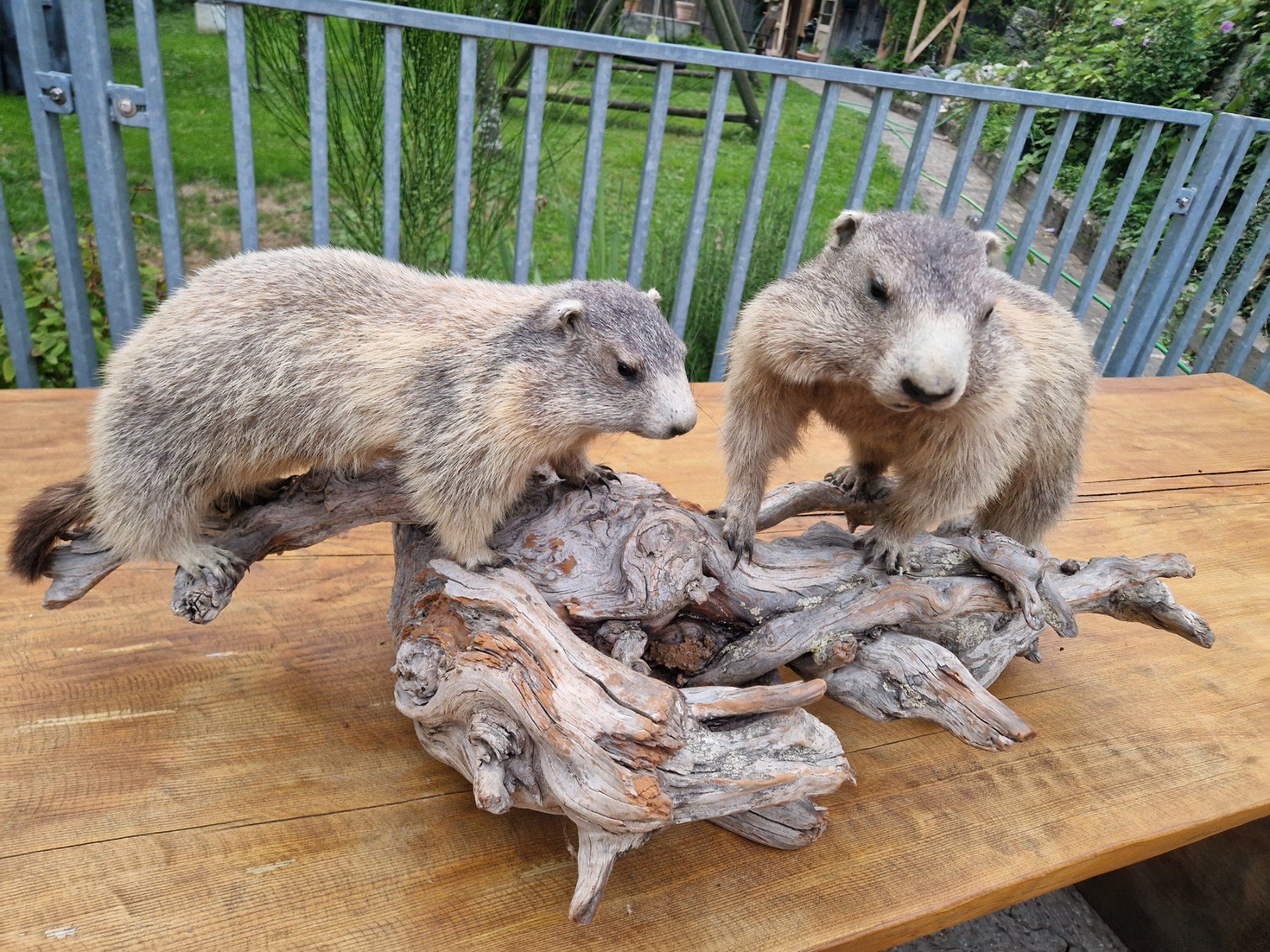 Welt der Tiere: Murmeltiere – Gebraucht aus Wetzikon ZH von Hella73