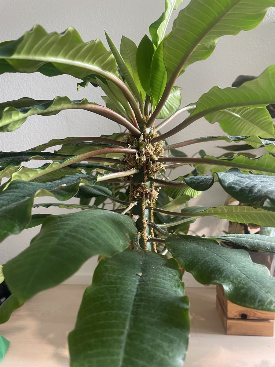 Madagaskar Spuckpalme  Samen abzugeben! (Neu und originalverpackt) in  Birmensdorf ZH fr CHF 5  mit Lieferung auf Ricardo kaufen