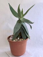 Aloe striata (Korallen-Aloe)*****