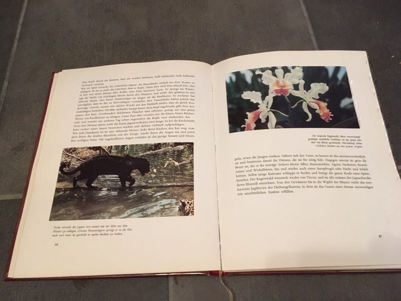 Alben: Das Beste von Walt Disney Blücher – Gebraucht aus Bergdietikon von book-4-you 1